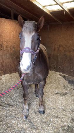 Image 1 of Rare breed Black Forest gelding