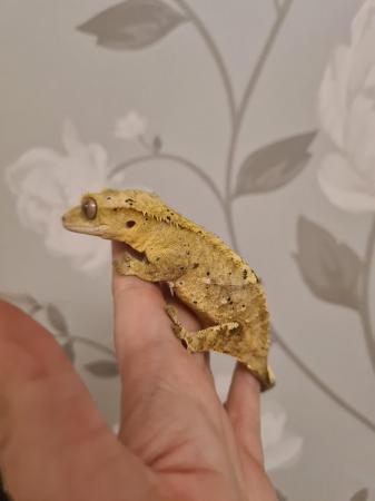 Image 3 of Yellow Phantom Super Dal Crested Gecko