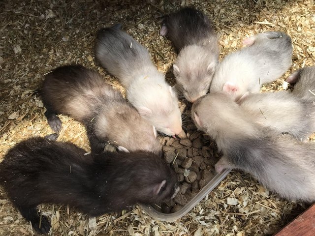Preview of the first image of Ferret Kits Silvers/ Polecats.