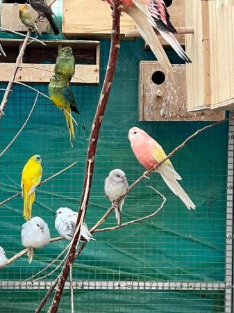 Image 3 of Grass parakeets - Bourkes, Blue Wings, and Turks