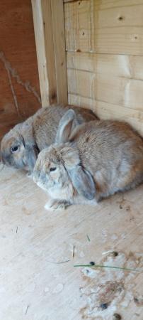 Image 1 of 8 month two Mini lop Female Rabbits