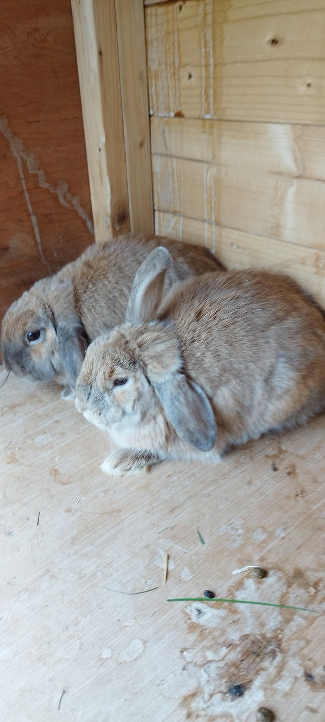 Preview of the first image of 8 month two Mini lop Female Rabbits.