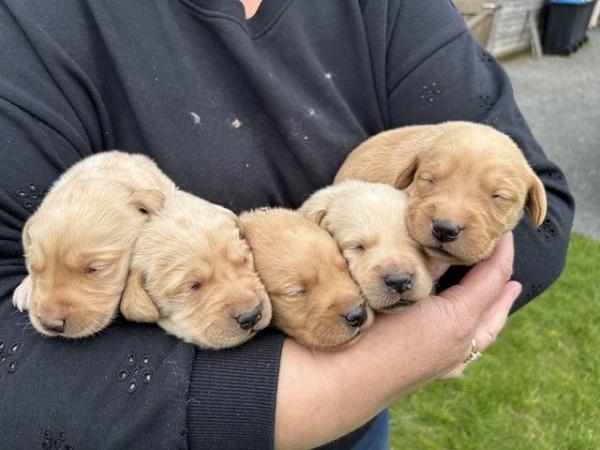 Image 5 of 3 weeks old Labrador puppies.