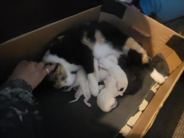 Image 5 of Litter of 6 kittens, 5 white 1 tortoise shell