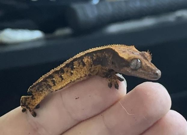 Image 7 of 9 baby crested geckos for sale