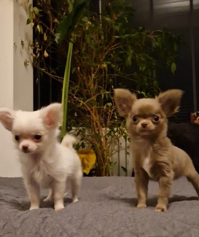 Preview of the first image of KC Registered Chihuahua Puppies for Sale.