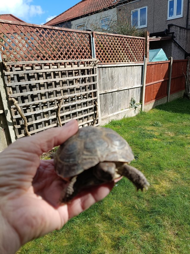Preview of the first image of 7 year old Horsfield tortoise.