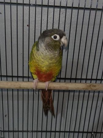 Image 4 of DNA proved Female Green cheek conure for sale