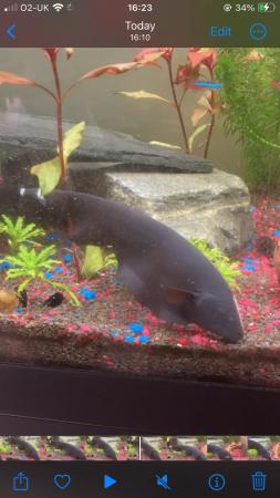 Image 3 of Black Ghost knife fish for sale