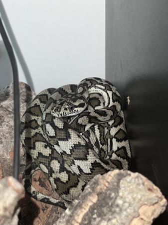 Image 3 of Carpet python less than a year old needing a new home