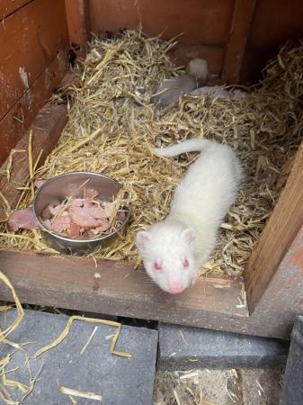 Image 5 of Baby Ferrets for sale male and female