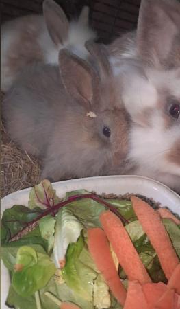 Image 9 of Lionhead with mini lop, 9 weeks old beautiful friendly baby