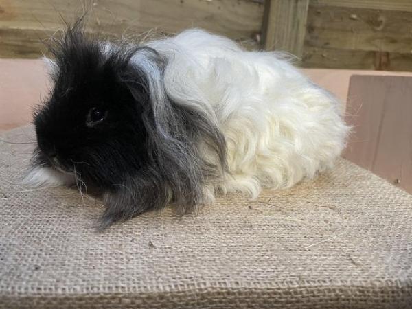 Image 2 of Long haired guinea pigs forsale