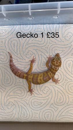 Image 3 of 4 male leopard geckos for sale