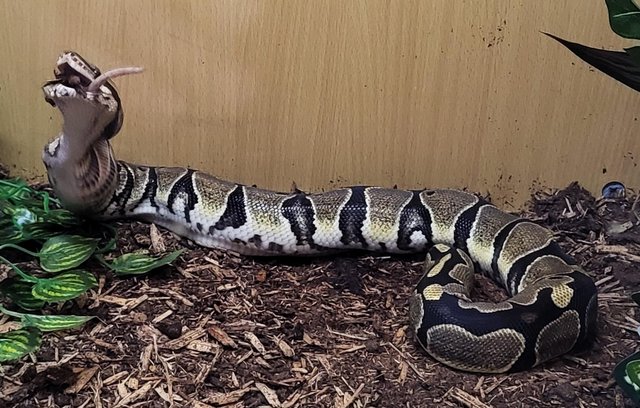 Image 6 of Ball python (4ft) 11 months old