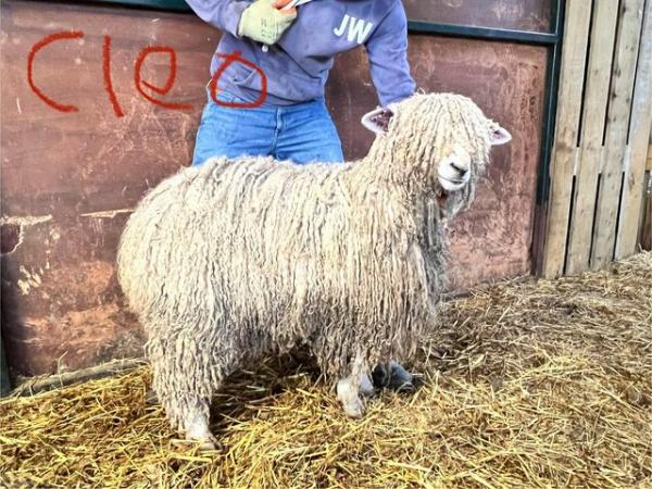 Image 1 of Registered Lincoln Long Wool - Rare Breed sheep