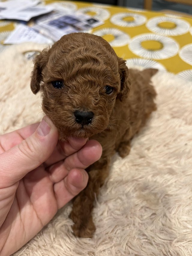 Preview of the first image of Unique teacup Asian and toy poodle puppy.
