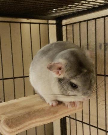 Image 7 of Male chinchillas for sale. 4 available. Prices from