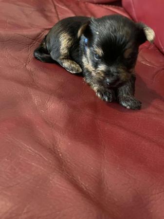 Image 12 of Yorkshire terrier puppies