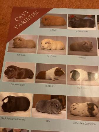 Image 2 of Fur and Feather poster showing 34 Cavy/Guinea Pig varieties