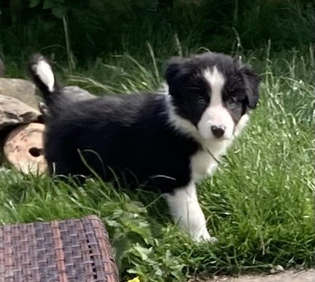 Preview of the first image of Home reared Border collie pups.