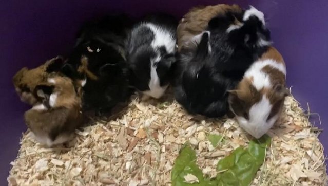 Image 7 of Baby Guinea pigs - males