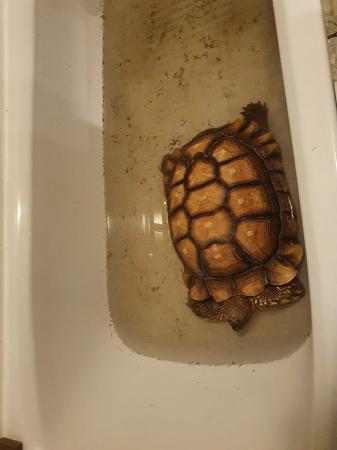 Image 5 of Large male sulcata tortoise