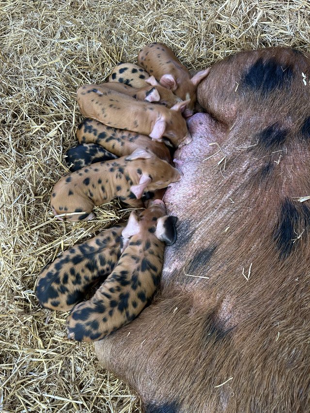 9 piglets Oxford Sandy and Black piglets — photo 2 of 3