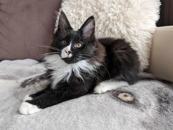Image 8 of Beautiful Pure Blood Maine Coon kittens looking for homes