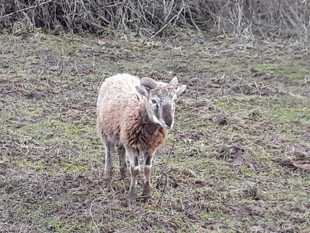Preview of the first image of Castlemilk moorit ram lamb, born spring 2023. Offers.