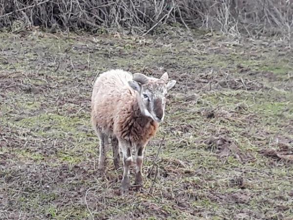 Image 1 of Castlemilk moorit ram lamb, born spring 2023. Offers