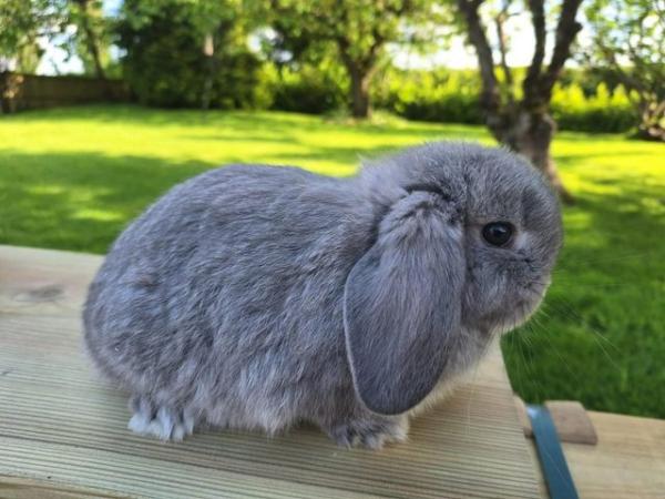 Image 3 of Mini Lop Pure Breed Baby Rabbits For Sale