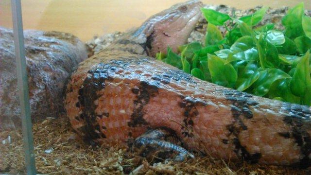 Image 13 of Northern blue tongue skink with enclosure. Collection only.