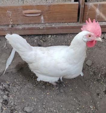 Image 4 of Chickens male and female for sale