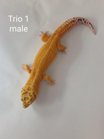 Image 1 of Adult proven breeding leopard gecko trios.