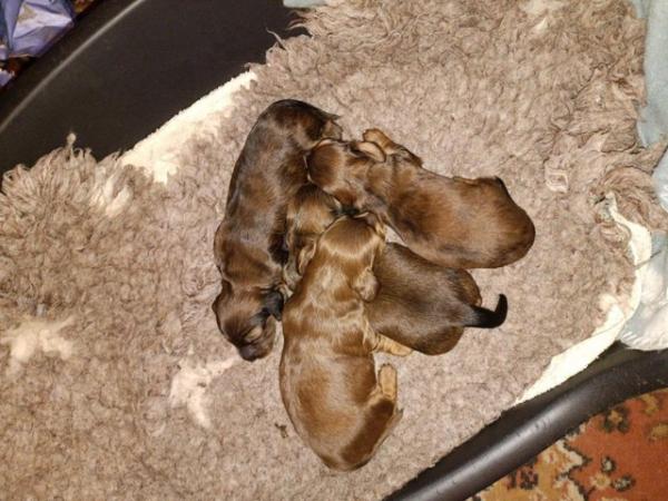 Image 9 of Dachshunds - Miniature Long Haired