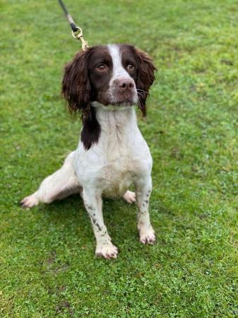 Image 2 of WANTED Springer Spaniels