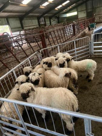 Image 2 of Cute Valais Blacknose Wether Lambs