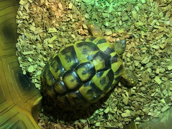 Image 5 of Herman Tortoises 1 male 1 female 4 years ol