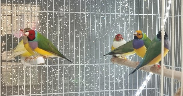 Image 5 of Male Gouldian finches for sale