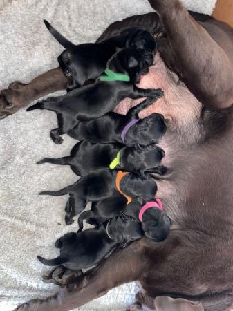 Image 2 of Last TWO Labrador pups!!!