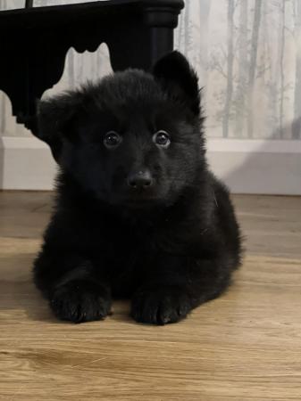 Image 4 of German Shepherd puppies for sale
