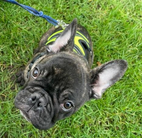 Image 15 of French Bulldog Puppies for sale
