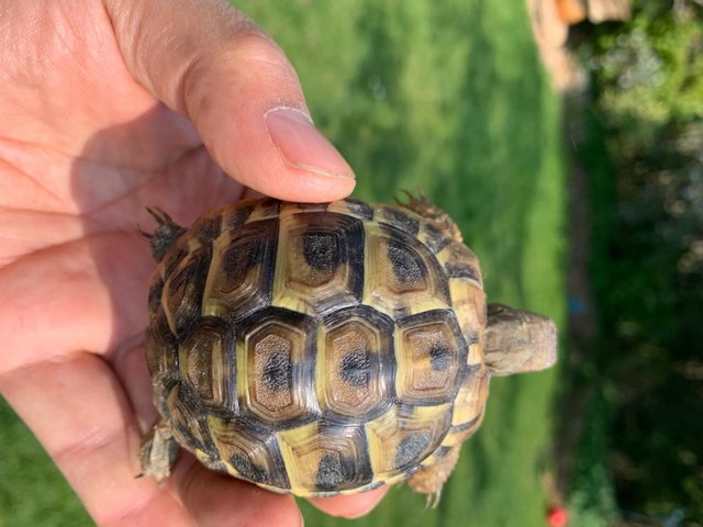 Preview of the first image of Herman tortoises hatched July 2022.