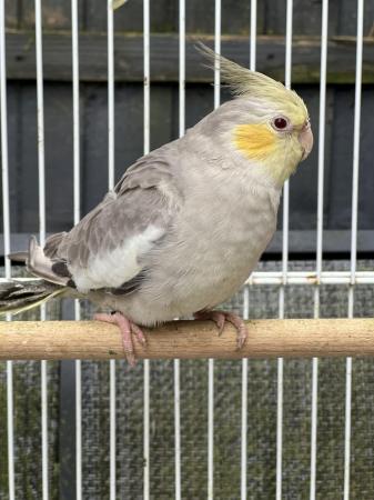 Image 17 of Quality Baby & Adult breeding cockatiels - Various Colours