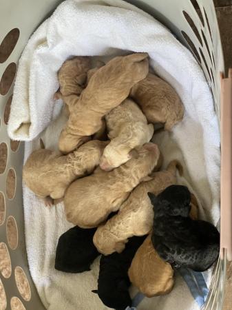 Image 2 of F2 miniature Labradoodles looking for homes