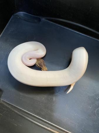 Image 3 of Cinnamon yellowbelly high white pied royal python £225