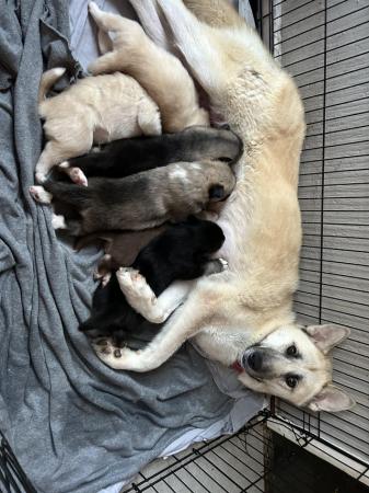 Image 3 of Stunning Akita x husky puppies