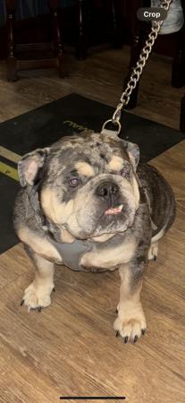 Image 7 of Last one remaini fully suited Blue and Tan english bulldog