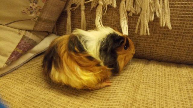 Image 2 of Baby Guinea Pigs, long haired /sheltie.
